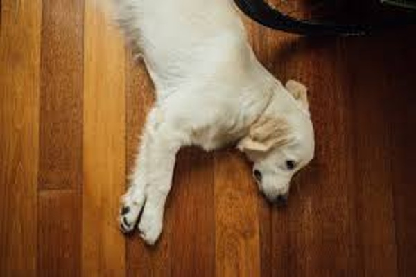 vinyl flooring is pet-friendly